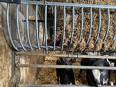 Gerdemann Greven Raufe Futterraufe Heuraufe Strohraufe für Bullen , Rinder