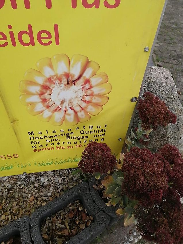 Tehnos 300cm Mulcher Frontanbau Heckanbau Tehnos Frontmulchgerät Ideal zur Zwischenfruchtbearbeitung im Vorlauf Frontanbaumulcher Tehnos MU300LW profi