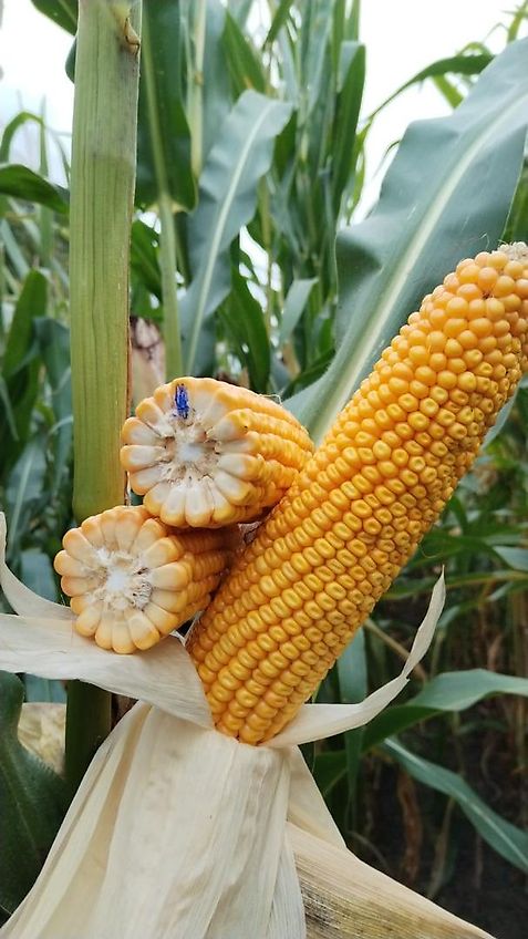 Tehnos 300cm Mulcher Frontanbau Heckanbau Tehnos Frontmulchgerät Ideal zur Zwischenfruchtbearbeitung im Vorlauf Frontanbaumulcher Tehnos MU300LW profi