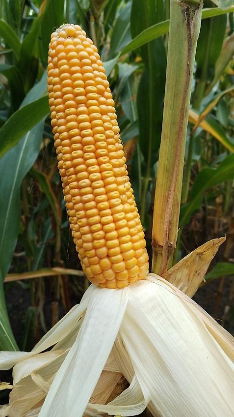 Tehnos 300cm Mulcher Frontanbau Heckanbau Tehnos Frontmulchgerät Ideal zur Zwischenfruchtbearbeitung im Vorlauf Frontanbaumulcher Tehnos MU300LW profi