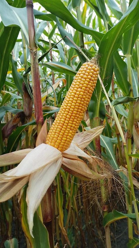 Tehnos 300cm Mulcher Frontanbau Heckanbau Tehnos Frontmulchgerät Ideal zur Zwischenfruchtbearbeitung im Vorlauf Frontanbaumulcher Tehnos MU300LW profi