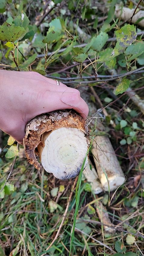 KX-TreeShears KX210 ...der innovative Fällgreifer von KX-Treeshears aus Finnland für Bagger von 1,8- 5t Einsatzgewicht